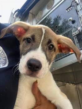 Buddy -  Australian Shepherd and Mixed Breed Dog for Adoption in Morton Grove, Illinois - Buddy | PetCurious