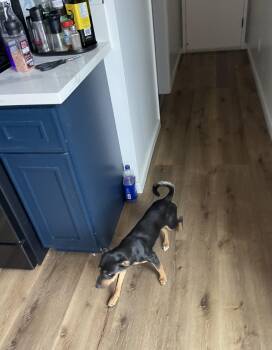 Rescue Miniature Pinscher and Chihuahua Dogs for Adoption in Chula Vista, California - Penelope | PetCurious