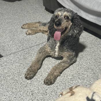 Family dog Fancy -  Standard Poodle Dog for Adoption in Antwerp, Ohio - Family Dog Fancy | PetCurious