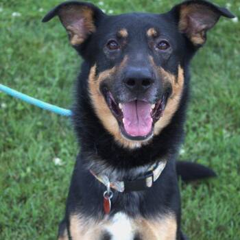 Zeus -  Shepherd and Mixed Breed Dog for Adoption in Springfield, Missouri - Zeus | PetCurious
