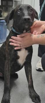 Rescue Mixed Breed Dogs for Adoption in Hillsdale, Indiana - Roxie | PetCurious