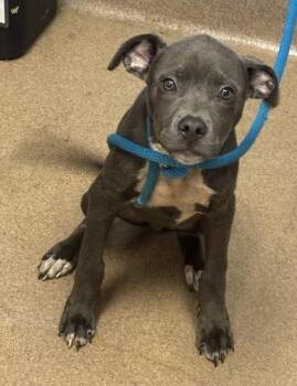 Funzo -  Mixed Breed Dog for Adoption in Chamblee, Georgia - Funzo | PetCurious