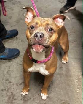 Mixed Breed Dogs Available for Adoption - Karla | PetCurious