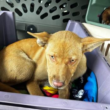 Ginnie -  Mixed Breed Dog for Adoption in Bismarck, North Dakota - Ginnie | PetCurious