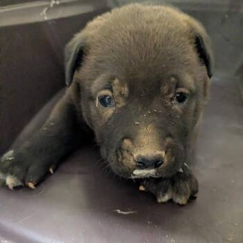 Halsey -  Mastiff Dog for Adoption in Birmingham, Alabama - Halsey | PetCurious