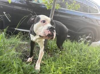 Papa -  Mixed Breed Dog for Adoption in West Chester, Pennsylvania - Papa | PetCurious