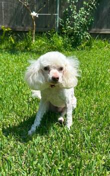 Popcorn -  Poodle Dog for Adoption in Gonzales, Louisiana - Popcorn | PetCurious