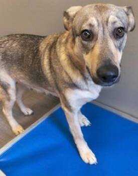 German Shepherd Dog Dogs Available for Adoption in Sidney, Ohio - Hazel Yrly 192 | PetCurious