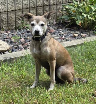 Scooby -  Chihuahua Dog for Adoption in Hayward, Wisconsin - Scooby | PetCurious