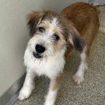 Ruby -  Terrier and Mixed Breed Dog for Adoption in Lenoir, North Carolina - Ruby | PetCurious