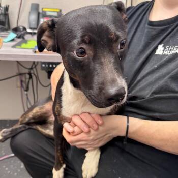 Fern -  Mixed Breed Dog for Adoption in Columbiana, Alabama - Fern | PetCurious
