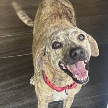 Rescue Labrador Retriever Dogs for Adoption in Fort Lauderdale, Florida - Maya Mexico | PetCurious