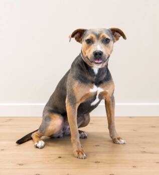 Piper -  Pit Bull Terrier Dog for Adoption in Georgetown, Ohio - Piper | PetCurious