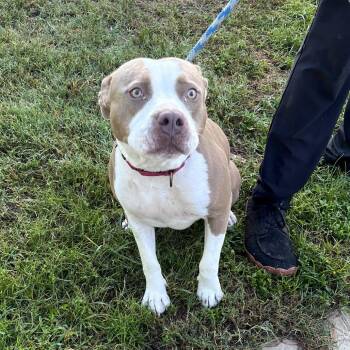 Walrus -  Pit Bull Terrier Dog for Adoption in Sarasota, Florida - Walrus | PetCurious