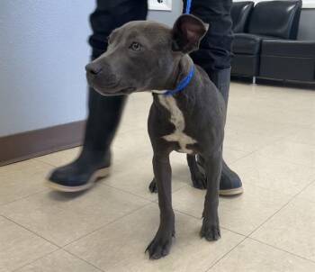 JULIA -  Pit Bull Terrier and Mixed Breed Dog for Adoption in Killeen, Texas - JULIA | PetCurious