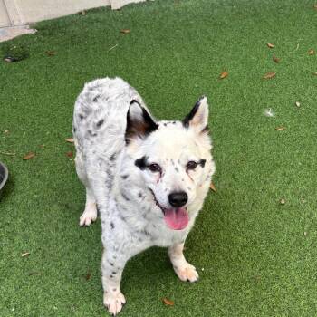 Spur 7789 -  Cattle Dog Dog Available for Adoption in Loxahatchee Groves, Florida - Spur 7789 | PetCurious