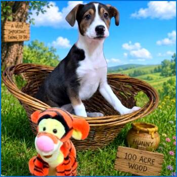 Mixed Breed Dogs Available for Adoption in Joliet, Illinois - Tigger | PetCurious