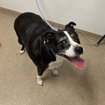 Sterling -  Mixed Breed Dog for Adoption in League City, Texas - Sterling | PetCurious