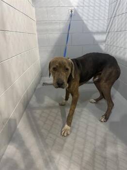 Labrador Retriever and Mixed Breed Dogs Available for Adoption in Winter Haven, Florida - HAYDEN | PetCurious