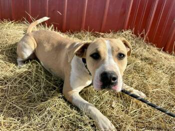 Rescue American Staffordshire Terrier Dogs for Adoption in Rye, Colorado - Chloe | PetCurious