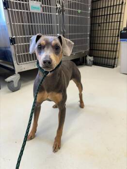 HARLOW* -  Miniature Pinscher and Mixed Breed Dog for Adoption in Santa Cruz, California - HARLOW* | PetCurious