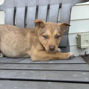 Australian Shepherd Dogs Available for Adoption - Astro | PetCurious