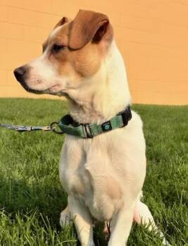 Tiki * -  Beagle and Chihuahua Dog for Adoption in Brooklyn Center, Minnesota - Tiki * | PetCurious