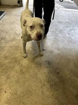 Hendrix -  Pit Bull Terrier and Mixed Breed Dog for Adoption in Gainesville, Florida - Hendrix | PetCurious