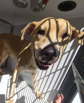 Pen 175 -  Labrador Retriever Dog for Adoption in Lawrenceville, Georgia - Pen 175 | PetCurious