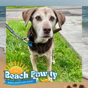 Rescue Mixed Breed Dogs for Adoption in Cincinnati, Ohio - Kendall | PetCurious