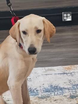 Rescue Yellow Labrador Retriever Dogs for Adoption in Killingworth, Connecticut - Bob #8 | PetCurious