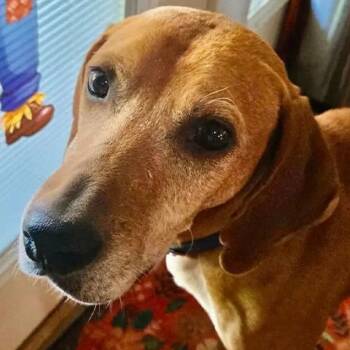 Rhymer (OH) -  Redbone Coonhound Dog for Adoption - Rhymer (OH) | PetCurious