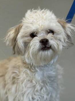 Shih Tzu and Bichon Frise Dogs Available for Adoption in Gwinn, Michigan - Charlie | PetCurious