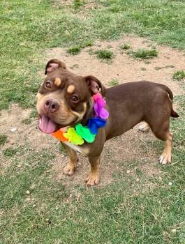 Penny -  Pit Bull Terrier Dog for Adoption in Mckinney, Texas - Penny | PetCurious