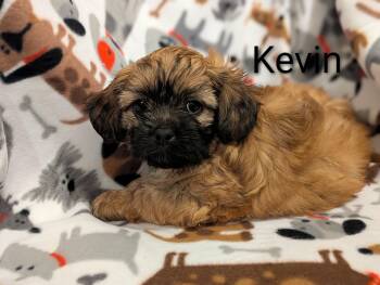 Kevin -  Shih Tzu Dog for Adoption in Kingsburg, California - Kevin | PetCurious