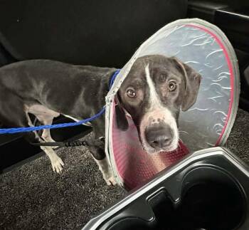 Mixed Breed Dogs Available for Adoption - Oakley- Please Read His Story. Looking For His Hero! | PetCurious