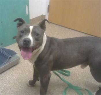 KORAK -  Pit Bull Terrier and Mixed Breed Dog for Adoption in Albuquerque, New Mexico - KORAK | PetCurious