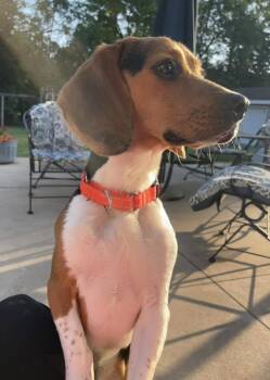 Woodstock -  Beagle Dog for Adoption in Racine, Wisconsin - Woodstock | PetCurious