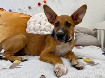 Pine Cove Penelope -  German Shepherd Dog and Labrador Retriever Dog for Adoption in Friendswood, Texas - Pine Cove Penelope | PetCurious