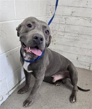 BRUCE -  Pit Bull Terrier Dog for Adoption in San Bernardino, California - BRUCE | PetCurious