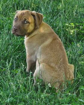 Sarah -  Mastiff Dog for Adoption in St. Helens, Oregon - Sarah | PetCurious