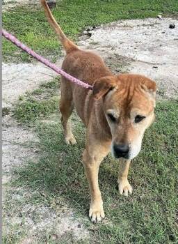 Rescue Shar Pei Dogs for Adoption in Cameron, North Carolina - OSCAR | PetCurious