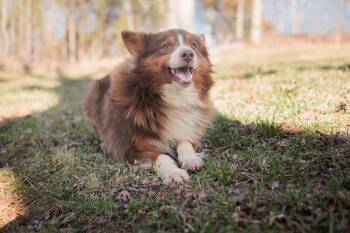Australian Shepherd and Mixed Breed Dogs Available for Adoption - Blaze | PetCurious