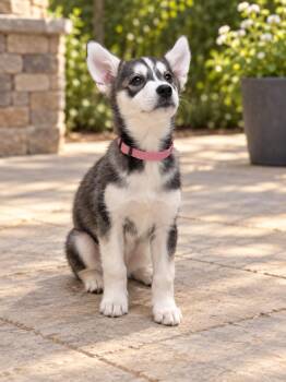 Nala -  Husky Dog for Adoption in Crosby, Texas - Nala | PetCurious