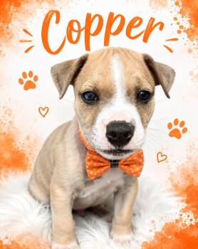 Copper -  Pit Bull Terrier Dog for Adoption in Mansfield, Texas - Copper | PetCurious
