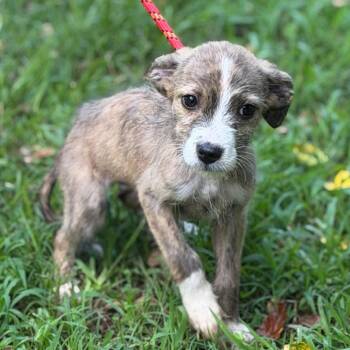 Pip -  Wire Fox Terrier Dog for Adoption in Locust Fork, Alabama - Pip | PetCurious