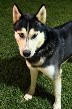 Taurus -  Siberian Husky Dog for Adoption in Sumter, South Carolina - Taurus | PetCurious