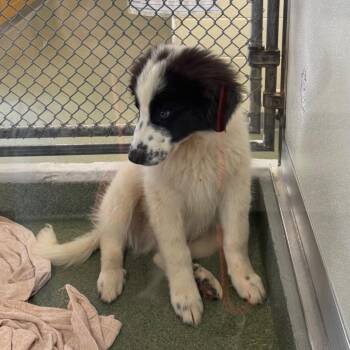 Duncan -  Great Pyrenees Dog for Adoption in Charlottesville, Virginia - Duncan | PetCurious