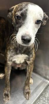 Hershey 7mo AVA 9/16 -  Hound Dog for Adoption in Sterling, Massachusetts - Hershey 7mo AVA 9/16 | PetCurious
