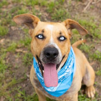 Rescue Yellow Labrador Retriever and Australian Cattle Dog Blue Heeler Dogs for Adoption in Zachary, Louisiana - Elsa | PetCurious